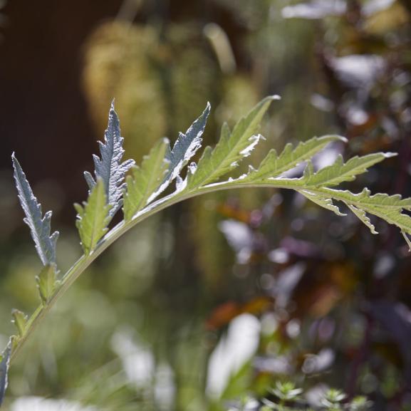 A close-up of a plant