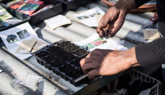 Seeds in the Freedom from Torture garden