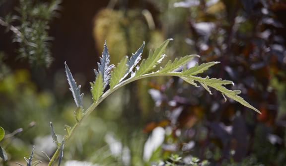 A close-up of a plant